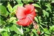 Flora y Fauna - Puerto Iguazu - Argentina