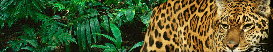 Puerto Iguazu