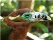 G&#252;ira Og&#225;, la casa de los p&#225;jaros - Puerto Iguazu - Argentina