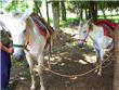 Aventura em cavalos - Puerto Iguazu - Argentina